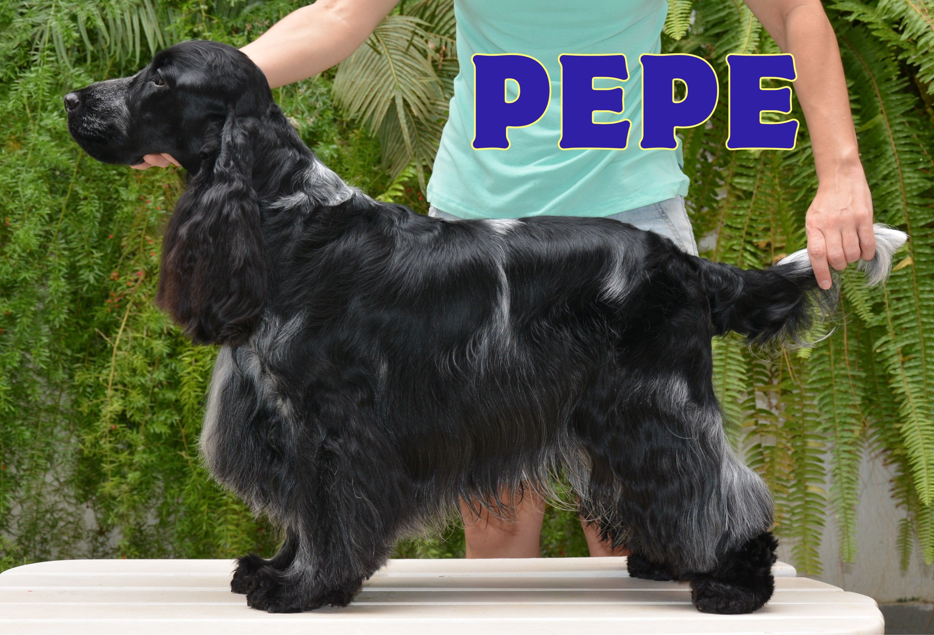 pepe.jpg