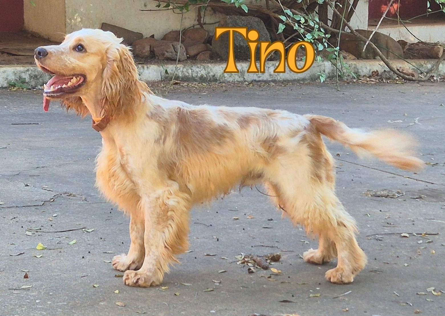 tino nome.jpg
